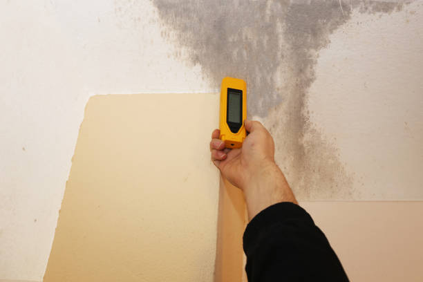 Best Industrial Mold Remediation  in Palm Harbor, FL