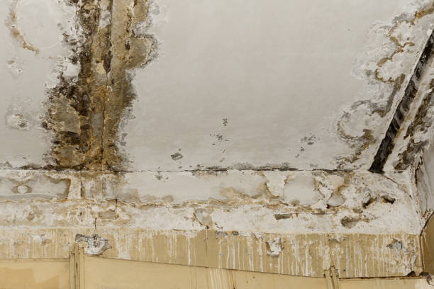 Best Attic Mold Removal  in Palm Harbor, FL