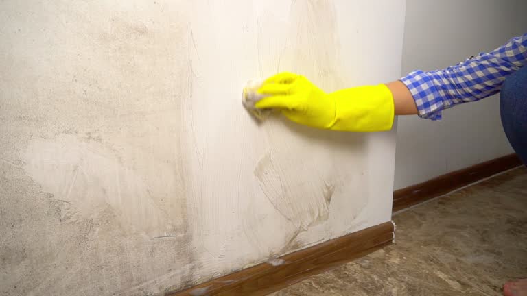 Best Real Estate Mold Inspection  in Palm Harbor, FL