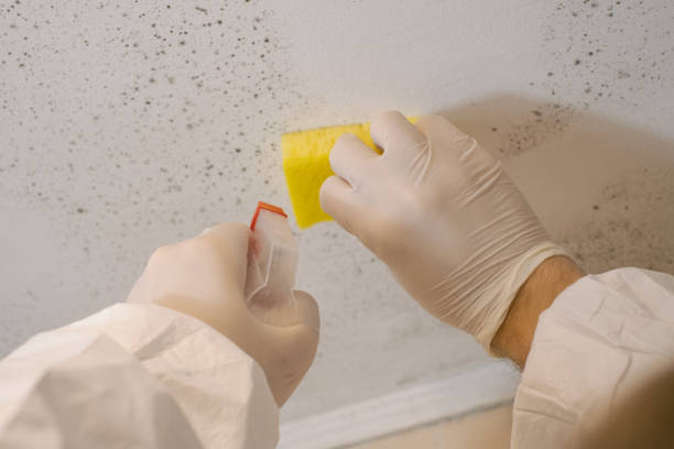  Palm Harbor, FL Mold Removal Pros