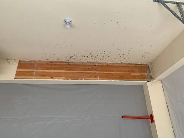 Best Mold Damage Restoration  in Palm Harbor, FL
