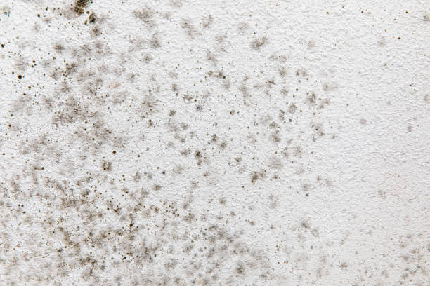 Best Residential Mold Inspection & Testing  in Palm Harbor, FL