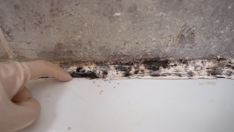 Best Air Quality Testing for Mold Spores  in Palm Harbor, FL