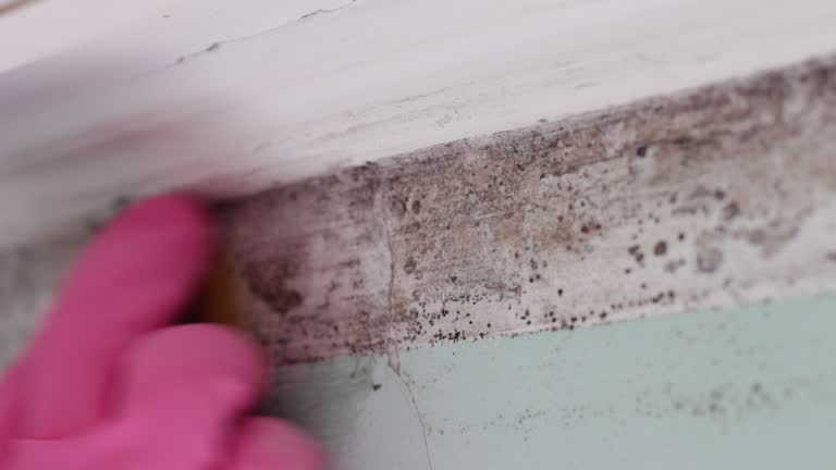 Best Mold Damage Restoration  in Palm Harbor, FL
